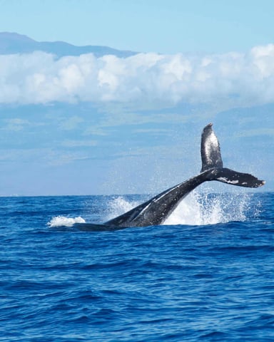 Humpback whale tail rising out of the blue Pacific Ocean off Maui with the island's mountains visible on the horizon