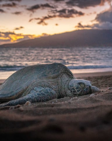 Green sea turtle resting on a sandy Maui beach at sunset with the ocean and a mountain silhouette in the background